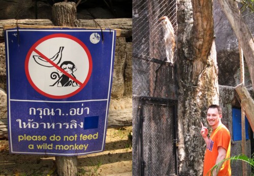monkeys