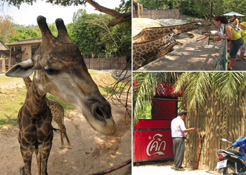 zoo